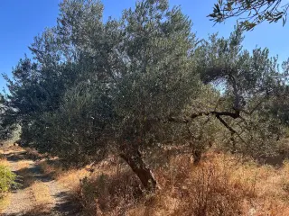 BALIKESİR EDREMİT PINARBAŞI MAHALLESİ'NDE 4,3 DÖNÜM SATILIK ZEYTİNLİK