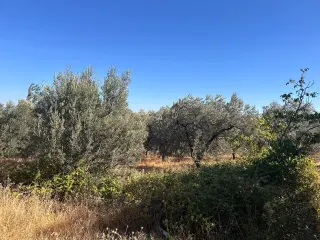 BALIKESİR EDREMİT PINARBAŞI MAHALLESİ'NDE 4,3 DÖNÜM SATILIK ZEYTİNLİK