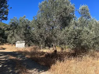 BALIKESİR EDREMİT PINARBAŞI MAHALLESİ'NDE 4,3 DÖNÜM SATILIK ZEYTİNLİK