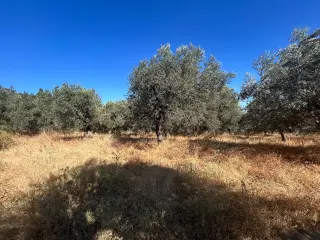 BALIKESİR EDREMİT PINARBAŞI MAHALLESİ'NDE 4,3 DÖNÜM SATILIK ZEYTİNLİK
