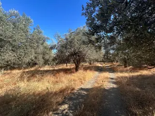 BALIKESİR EDREMİT PINARBAŞI MAHALLESİ'NDE 4,3 DÖNÜM SATILIK ZEYTİNLİK