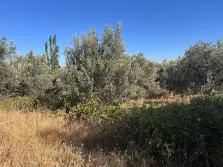 BALIKESİR EDREMİT PINARBAŞI MAHALLESİ'NDE 4,3 DÖNÜM SATILIK ZEYTİNLİK