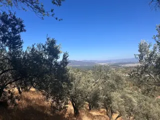 BALIKESİR EDREMİT TAHTAKUŞLAR'DA DENİZ MANZARALI SATILIK ZEYTİNLİK