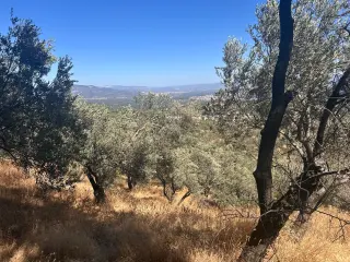 BALIKESİR EDREMİT TAHTAKUŞLAR'DA DENİZ MANZARALI SATILIK ZEYTİNLİK