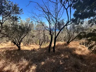 BALIKESİR EDREMİT TAHTAKUŞLAR'DA DENİZ MANZARALI SATILIK ZEYTİNLİK