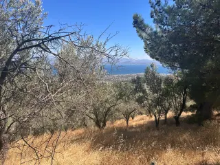 BALIKESİR EDREMİT TAHTAKUŞLAR'DA DENİZ MANZARALI SATILIK ZEYTİNLİK