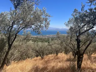 BALIKESİR EDREMİT TAHTAKUŞLAR'DA DENİZ MANZARALI SATILIK ZEYTİNLİK