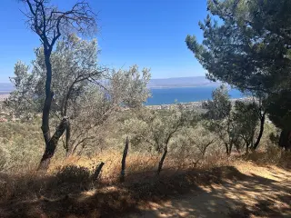 BALIKESİR EDREMİT TAHTAKUŞLAR'DA DENİZ MANZARALI SATILIK ZEYTİNLİK