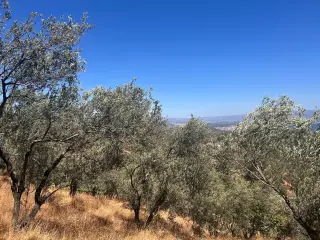 BALIKESİR EDREMİT TAHTAKUŞLAR'DA DENİZ MANZARALI SATILIK ZEYTİNLİK