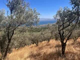 BALIKESİR EDREMİT TAHTAKUŞLAR'DA DENİZ MANZARALI SATILIK ZEYTİNLİK