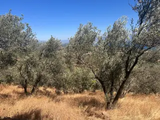 BALIKESİR EDREMİT TAHTAKUŞLAR'DA DENİZ MANZARALI SATILIK ZEYTİNLİK