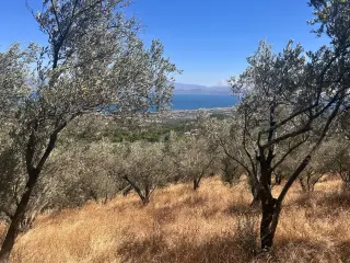 BALIKESİR EDREMİT TAHTAKUŞLAR'DA DENİZ MANZARALI SATILIK ZEYTİNLİK