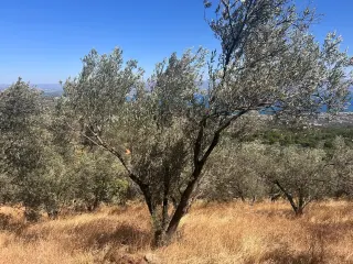 BALIKESİR EDREMİT TAHTAKUŞLAR'DA DENİZ MANZARALI SATILIK ZEYTİNLİK