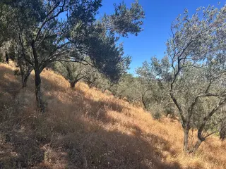 BALIKESİR EDREMİT TAHTAKUŞLAR'DA DENİZ MANZARALI SATILIK ZEYTİNLİK