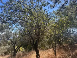 BALIKESİR EDREMİT TAHTAKUŞLAR'DA DENİZ MANZARALI SATILIK ZEYTİNLİK