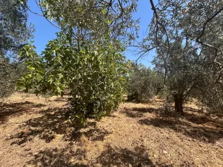 BALIKESİR HAVRAN SARNIÇ MAHALLESİNDE SATILIK ZEYTİNLİK