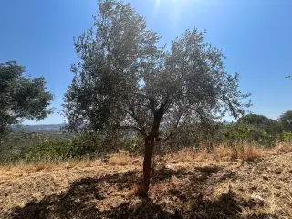 BALIKESİR HAVRAN SARNIÇ MAHALLESİNDE SATILIK ZEYTİNLİK