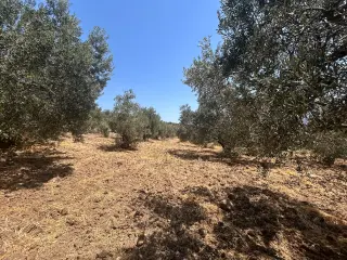 BALIKESİR HAVRAN SARNIÇ MAHALLESİNDE SATILIK ZEYTİNLİK