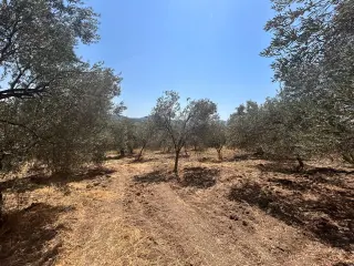 BALIKESİR HAVRAN SARNIÇ MAHALLESİNDE SATILIK 2.938 m² ZEYTİNLİK