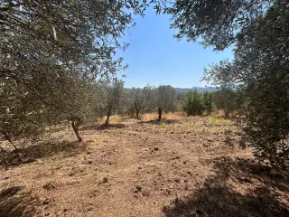 BALIKESİR HAVRAN SARNIÇ MAHALLESİNDE SATILIK 2.938 m² ZEYTİNLİK