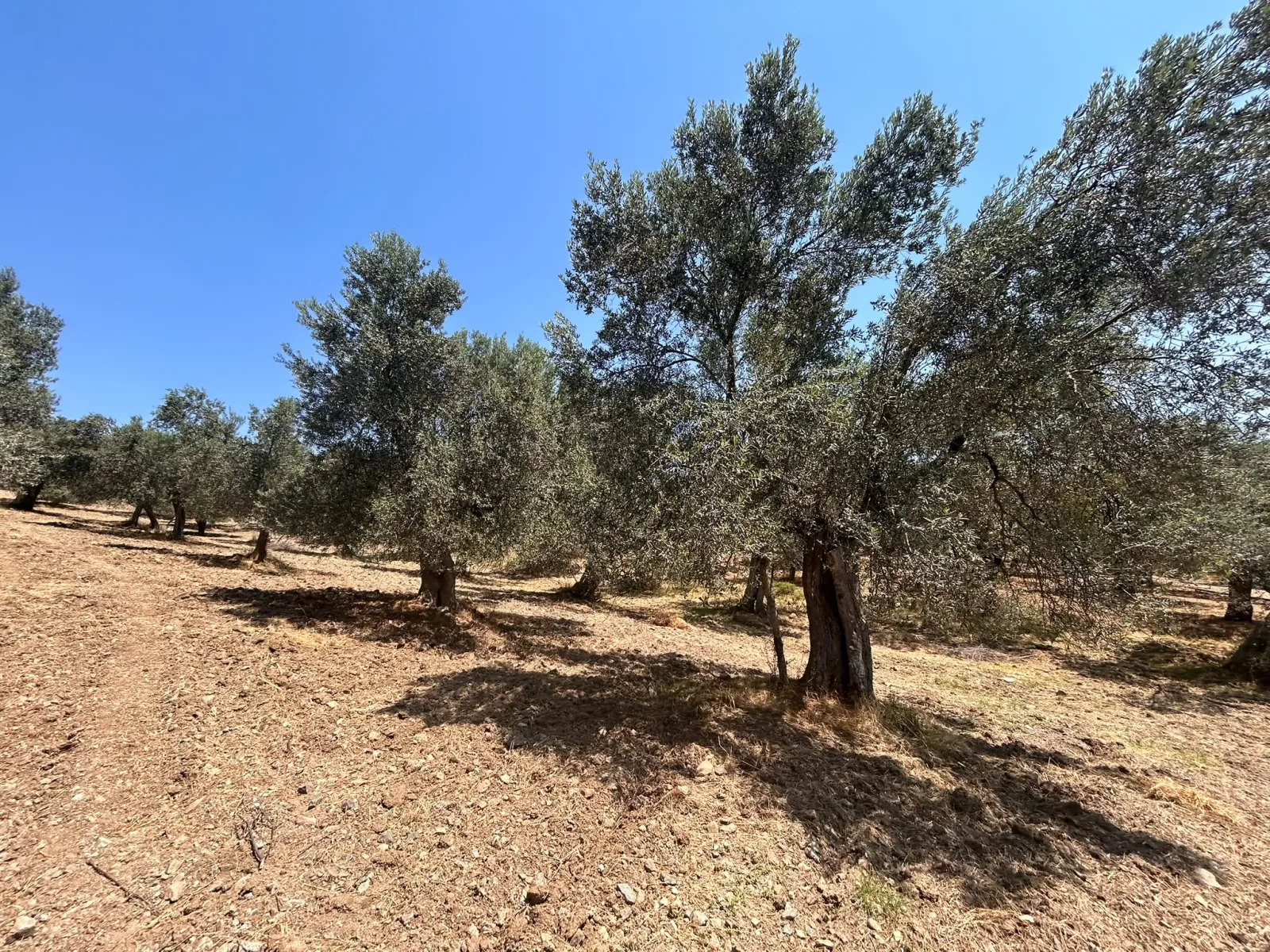 BALIKESİR HAVRAN HAMAMBAŞI MAHALLESİNDE SATILIK 8.096 m² ZEYTİNLİK
