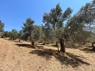 BALIKESİR HAVRAN HAMAMBAŞI MAHALLESİNDE SATILIK 8.096 m² ZEYTİNLİK