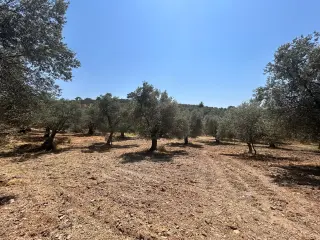 BALIKESİR HAVRAN HAMAMBAŞI MAHALLESİNDE SATILIK 8.096 m² ZEYTİNLİK