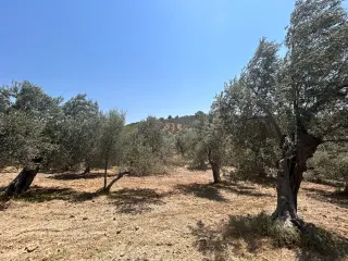 BALIKESİR HAVRAN HAMAMBAŞI MAHALLESİNDE SATILIK 8.096 m² ZEYTİNLİK