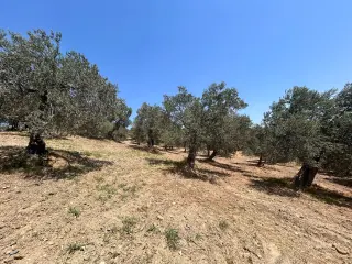 BALIKESİR HAVRAN HAMAMBAŞI MAHALLESİNDE SATILIK 8.096 m² ZEYTİNLİK