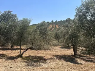 BALIKESİR HAVRAN HAMAMBAŞI MAHALLESİNDE SATILIK 8.096 m² ZEYTİNLİK
