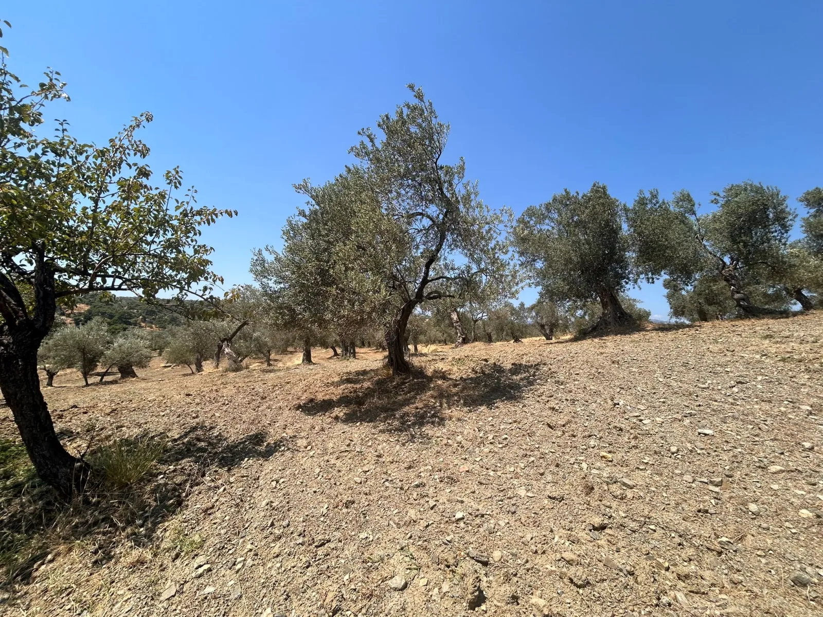 BALIKESİR HAVRAN HAMAMBAŞI MAHALLESİNDE SATILIK 8.096 m² ZEYTİNLİK