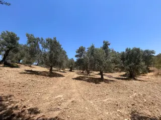 BALIKESİR HAVRAN HAMAMBAŞI MAHALLESİNDE SATILIK 8.096 m² ZEYTİNLİK