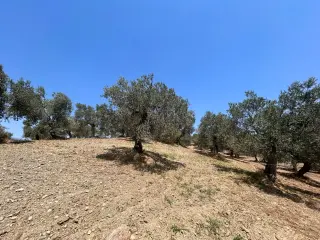 BALIKESİR HAVRAN HAMAMBAŞI MAHALLESİNDE SATILIK 8.096 m² ZEYTİNLİK