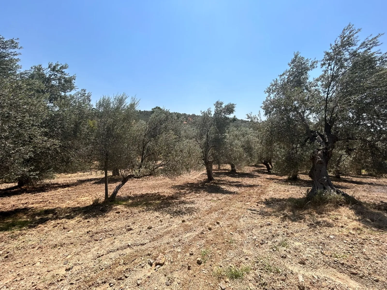 BALIKESİR HAVRAN HAMAMBAŞI MAHALLESİNDE SATILIK 8.096 m² ZEYTİNLİK