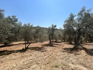 BALIKESİR HAVRAN HAMAMBAŞI MAHALLESİNDE SATILIK 8.096 m² ZEYTİNLİK