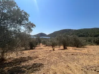 HAVRAN SARNIÇ’TA FULL GÖL MANZARALI SATILIK 3183 M2 ZEYTİNLİK