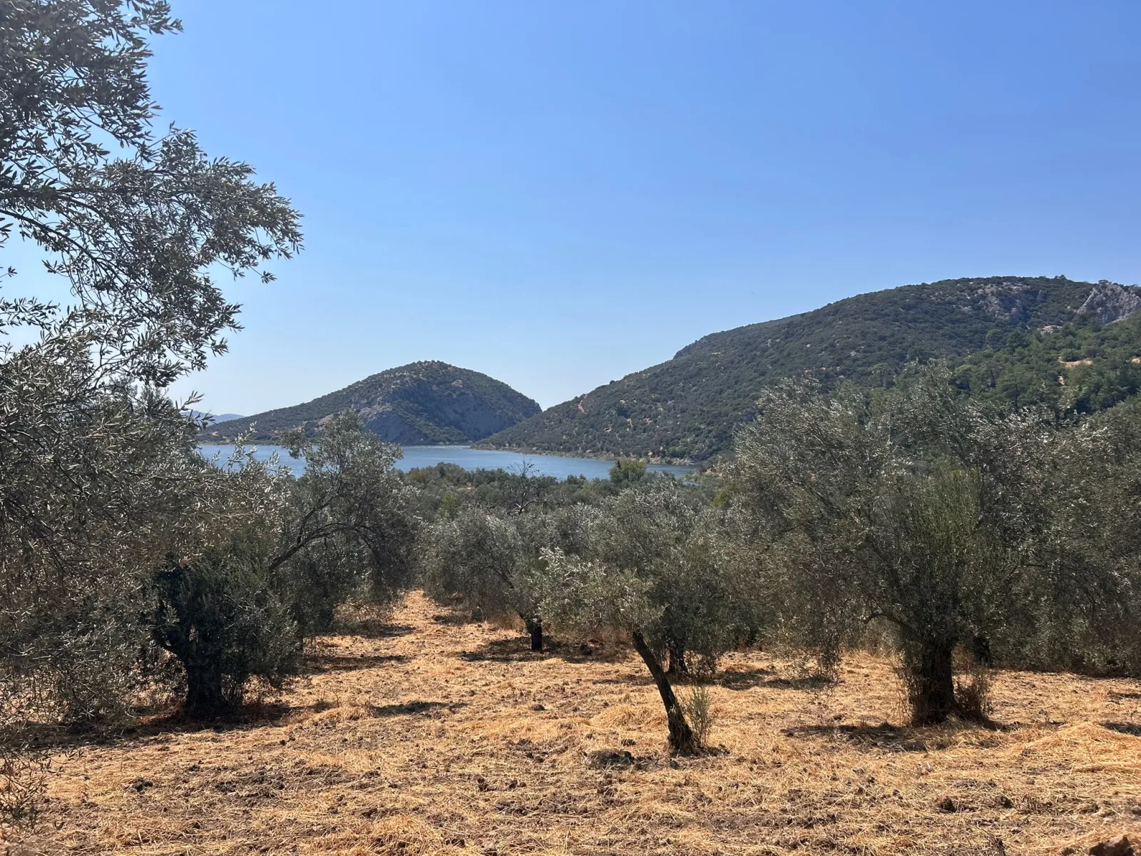 HAVRAN SARNIÇ’TA FULL GÖL MANZARALI SATILIK 3183 M2 ZEYTİNLİK