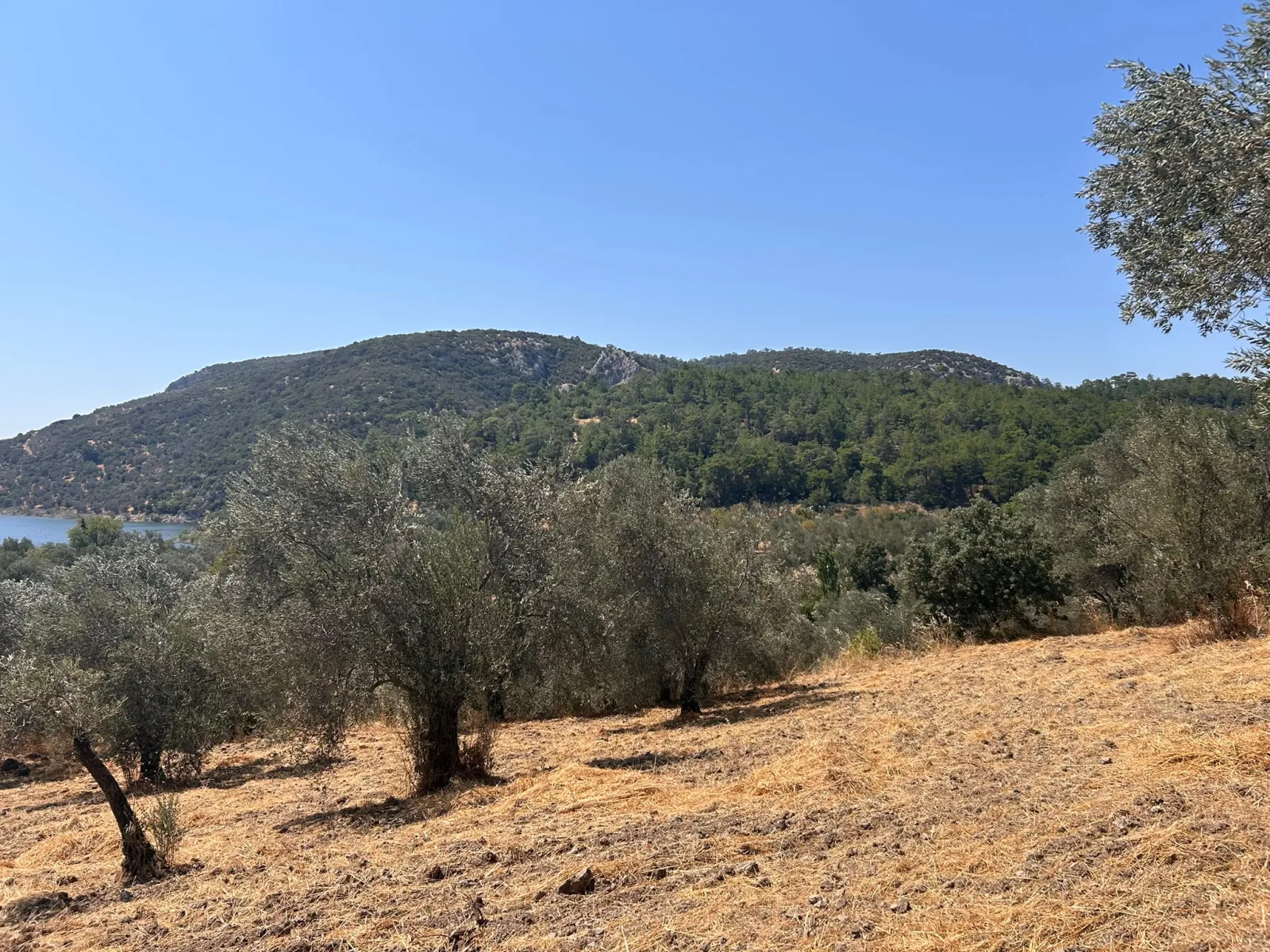 HAVRAN SARNIÇ’TA FULL GÖL MANZARALI SATILIK 3183 M2 ZEYTİNLİK