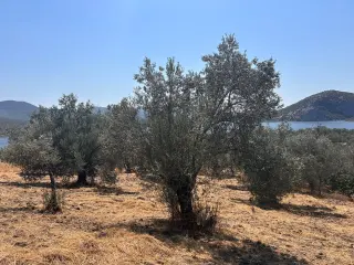 HAVRAN SARNIÇ’TA FULL GÖL MANZARALI SATILIK 3183 M2 ZEYTİNLİK