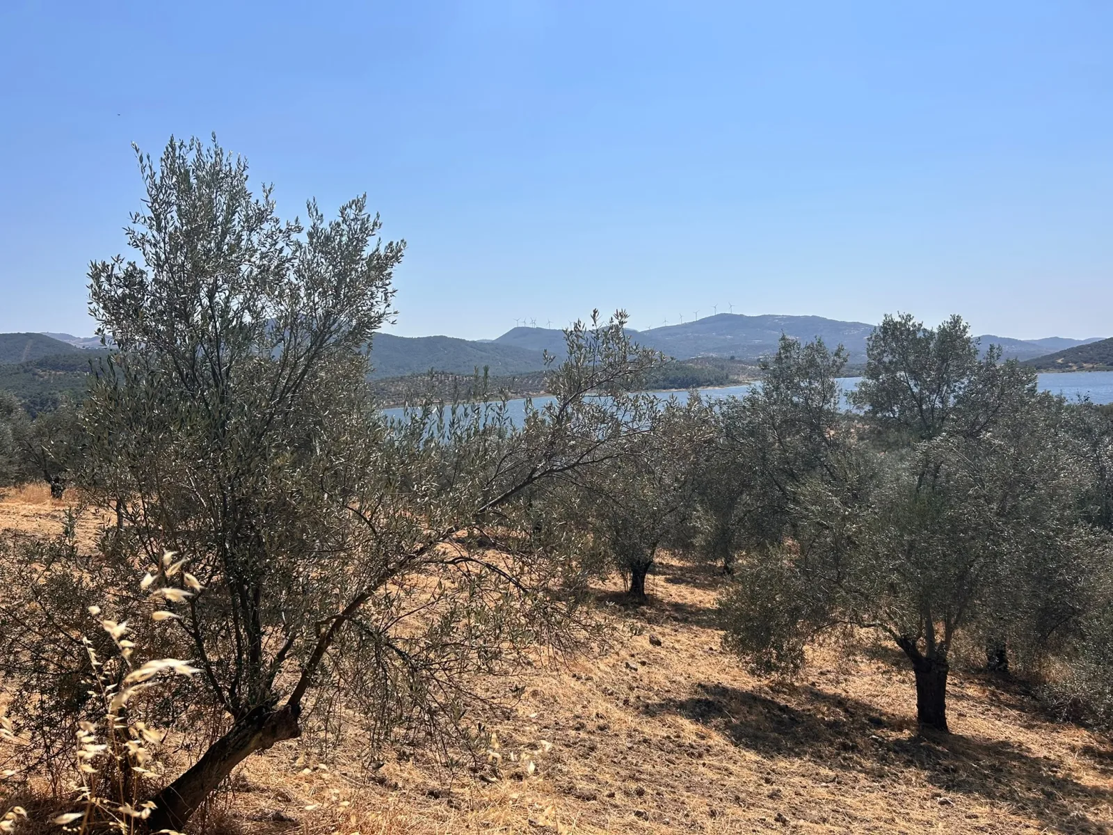 HAVRAN SARNIÇ’TA FULL GÖL MANZARALI SATILIK 3183 M2 ZEYTİNLİK