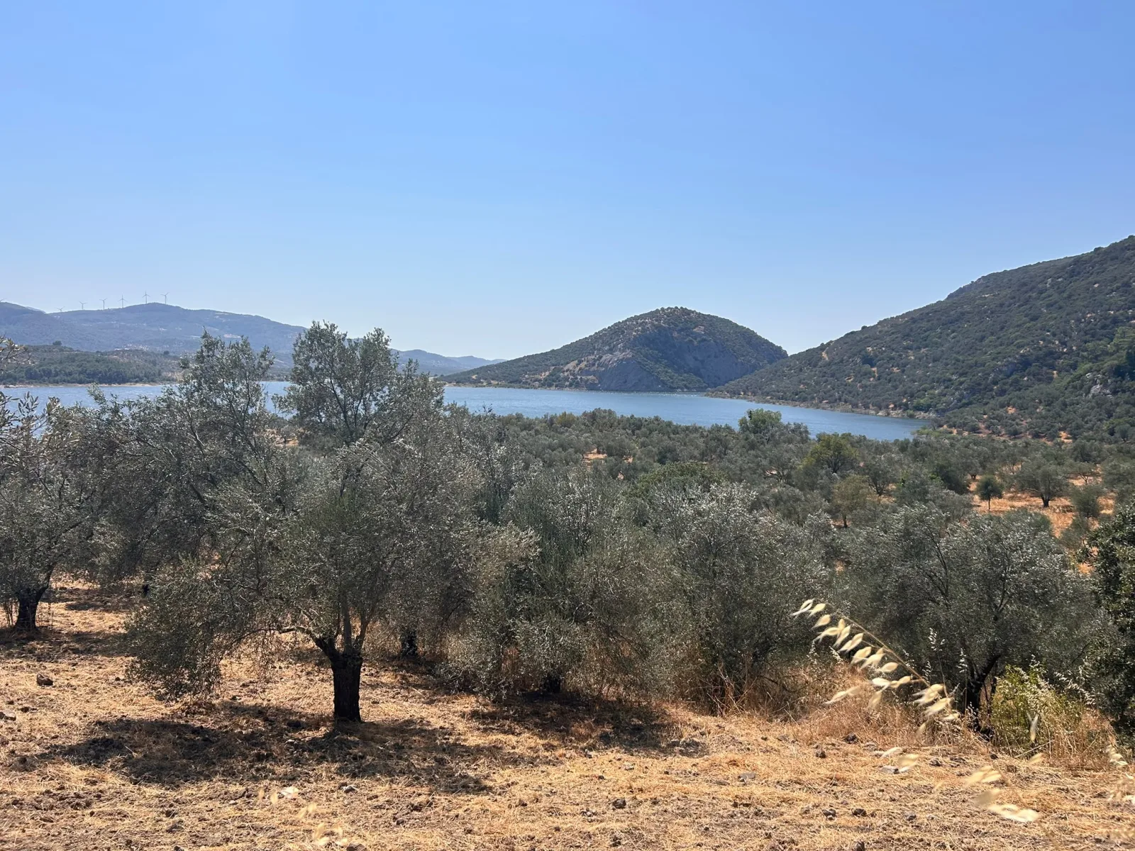 HAVRAN SARNIÇ’TA FULL GÖL MANZARALI SATILIK 3183 M2 ZEYTİNLİK