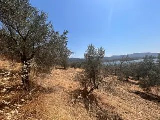 HAVRAN SARNIÇ’TA FULL GÖL MANZARALI SATILIK 3183 M2 ZEYTİNLİK
