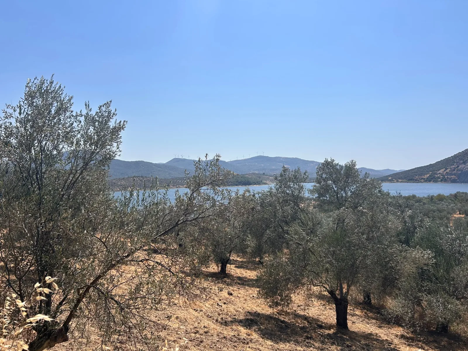 HAVRAN SARNIÇ’TA FULL GÖL MANZARALI SATILIK 3183 M2 ZEYTİNLİK