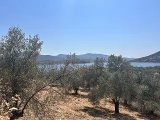 HAVRAN SARNIÇ’TA FULL GÖL MANZARALI SATILIK 3183 M2 ZEYTİNLİK