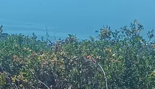 ÇANAKKALE AYVACIK ARIKLI’DA FULL DENİZ MANZARALI SATILIK ZEYTİNLİK