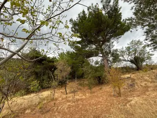 1 Dönüm Satılık Bahçe