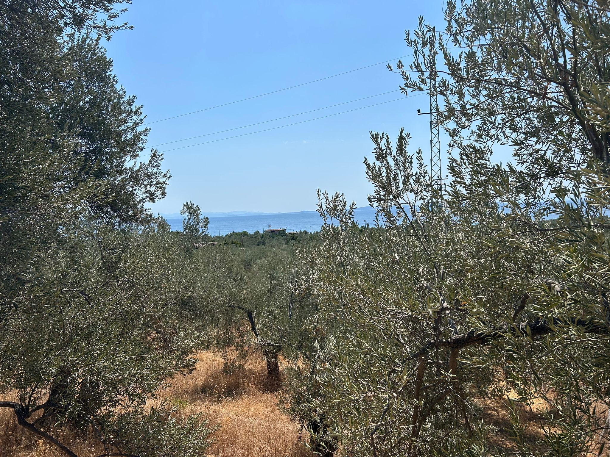 Asos 'ta 350 M2 Satılık Zeytinlik