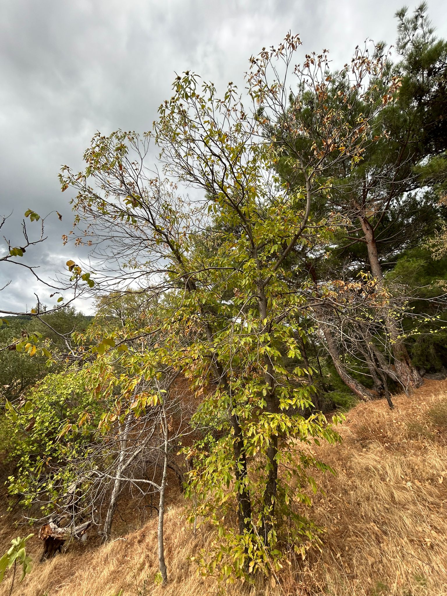 1 Dönüm Satılık Bahçe