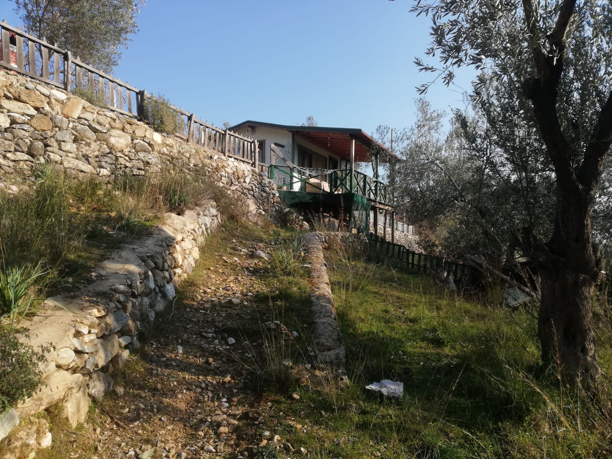 Kızılkeçili 'de Satılık 3 Dönüm Harika Zeytinlik