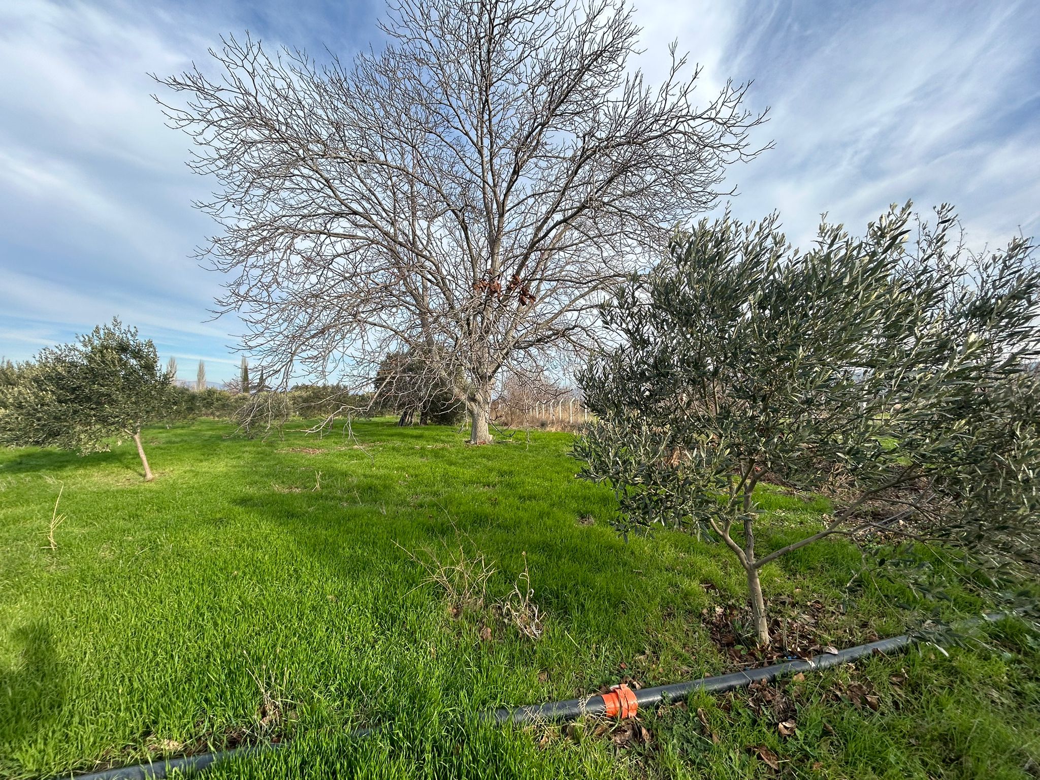 HAVRAN-TEKKE'DE Satılık 5 DÖNÜM FIRSAT MANDALİNLİK